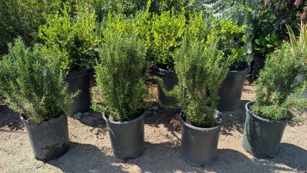 Rosemary
