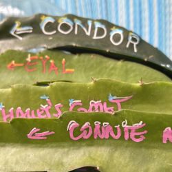 Dragon Fruit Starters