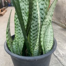 Snake Plant 