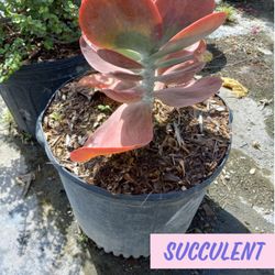 Succulent Plants $35