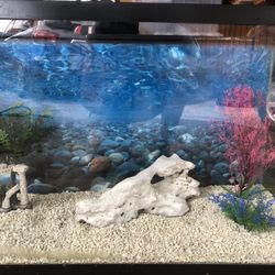 Fish Tank and Accessories and Stand