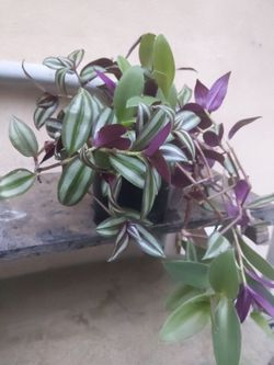 Tradescantia Zebrina Live Houseplant