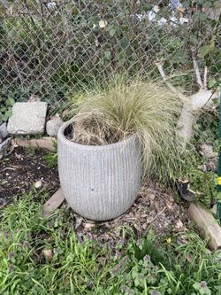 Huge Concrete Planter With Plant 