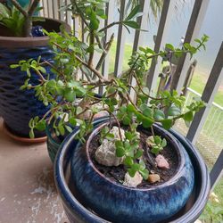 Jade Plant Rooted Sapling