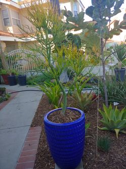 Firestick Plant