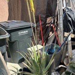 BIG ALOE VERA PLANTS