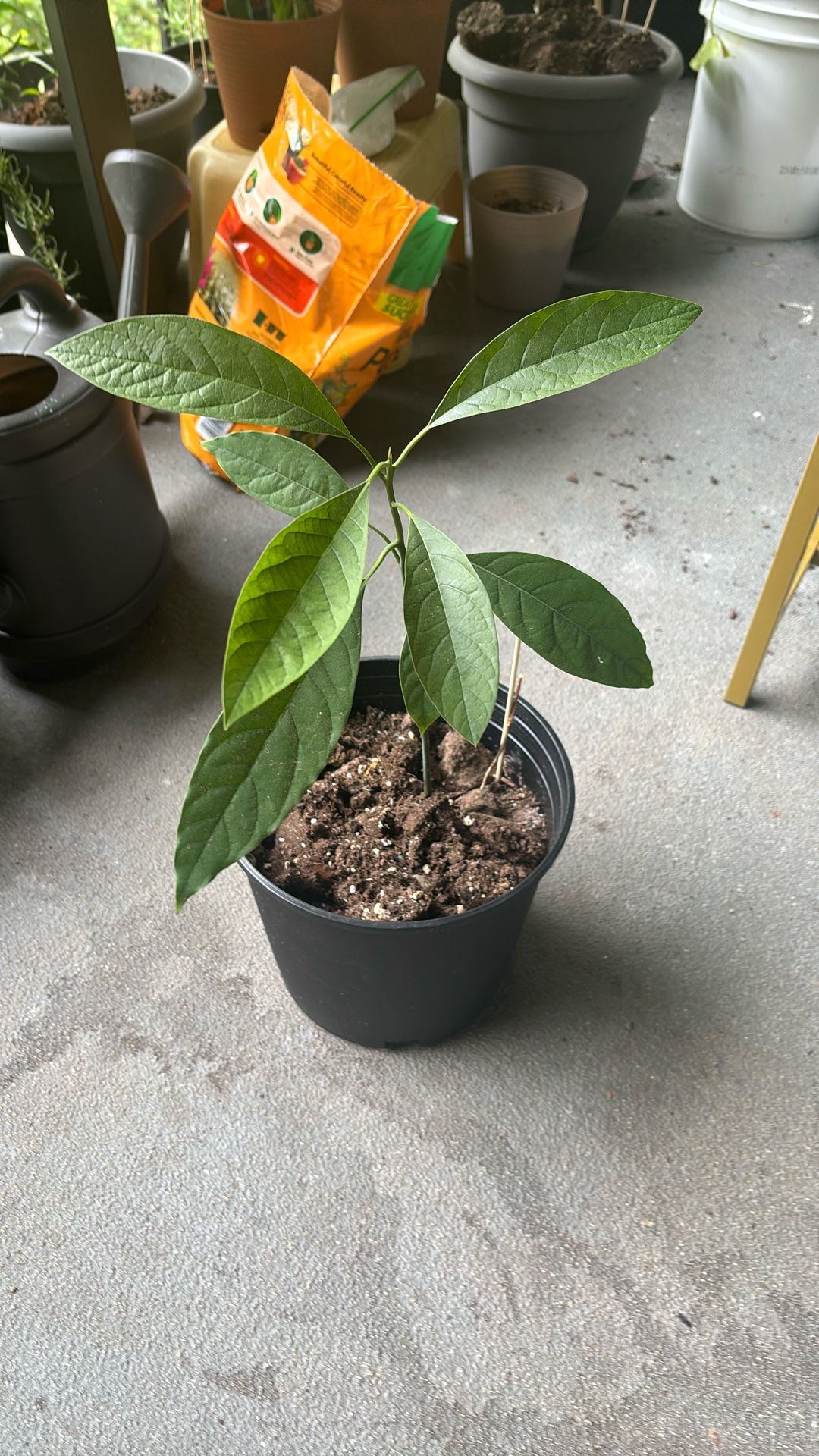 Avocado Plant