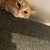Matias