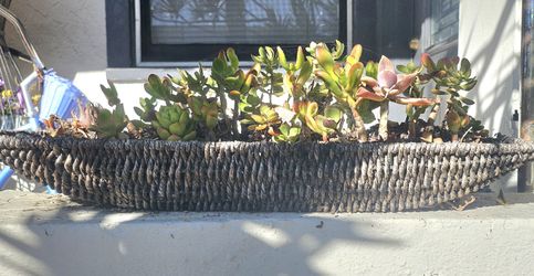 PLANTS  Wicker Tray of SUCCULENTS