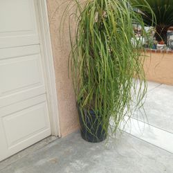 Elephant Feet Plant/ Pata De Elefante Planta