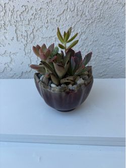 Succulent Salad