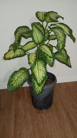 Dumb Cane ( Dieffenbachia ) Live House Plant ☘️