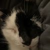MyCatSellsStuff