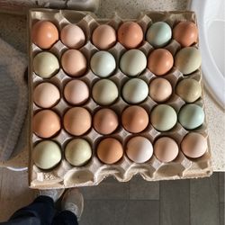 Rainbow Eggs