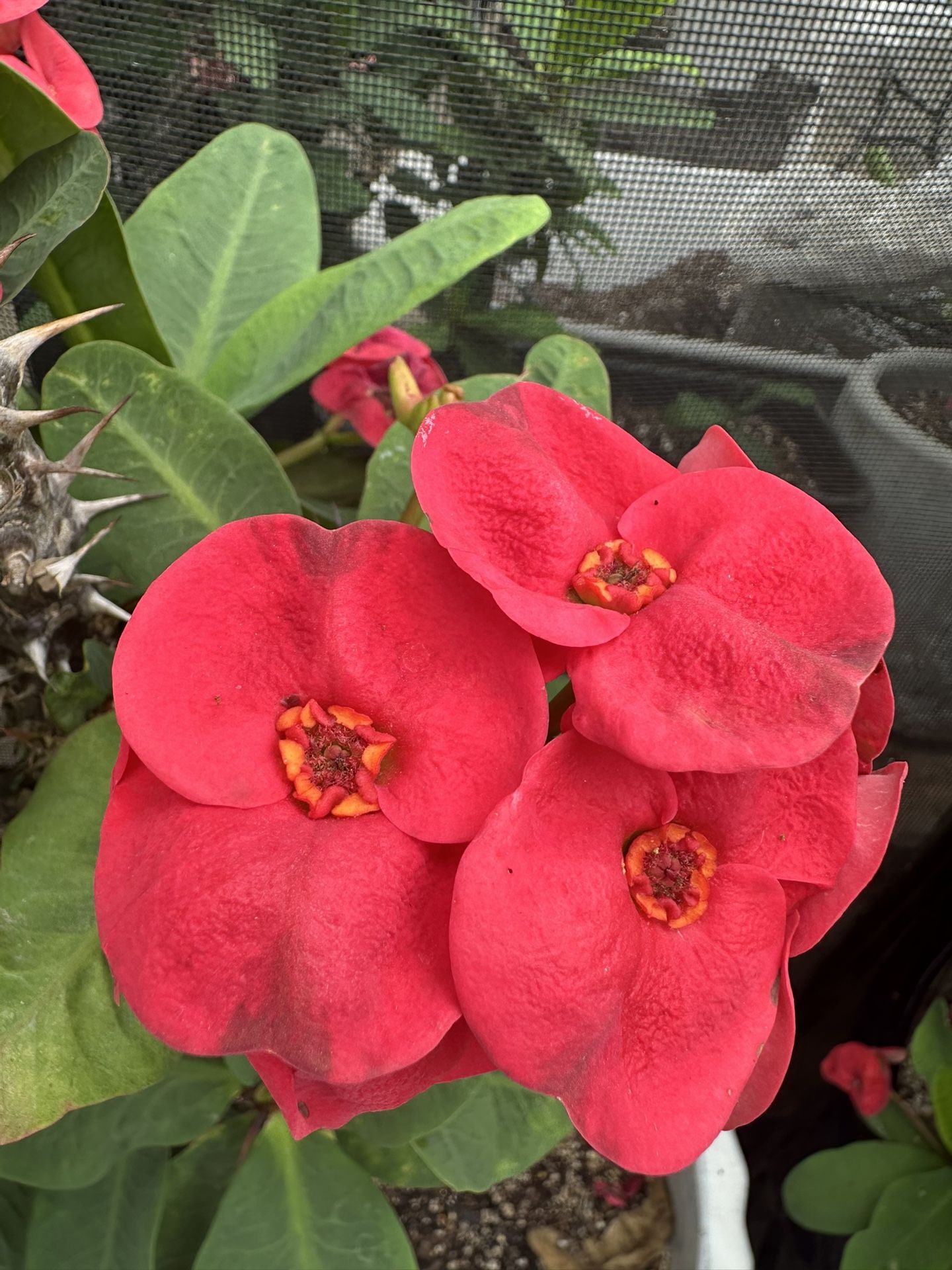 Corona De Cristo Flor Grande