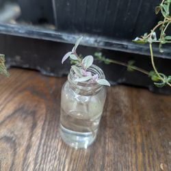 Callisia (Pink) Cuttings 