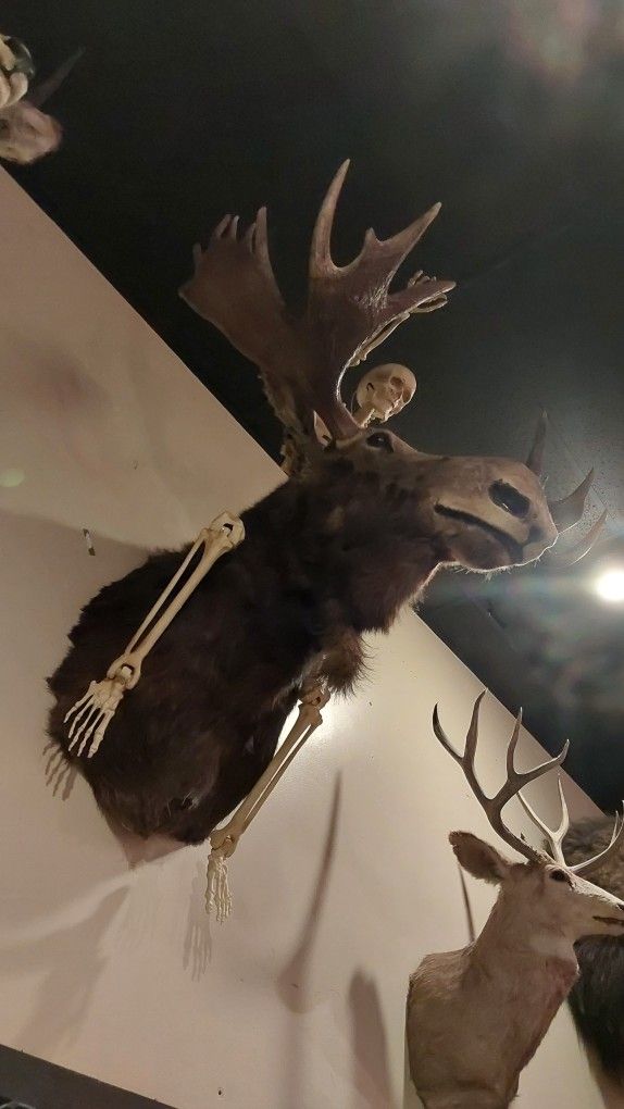 Very Large Maine Bull Moose
