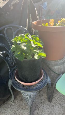 Everbearing Strawberry Plant