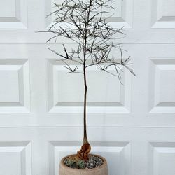 Brachychiton Rupestris/ Bottle Tree (Planter Included)