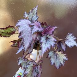 4” begonia rex