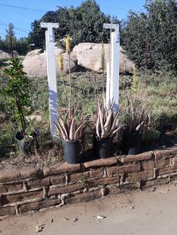 Large Aloe Vera Plants 
