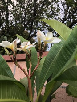 Plumeria blanco y Amarillo $30