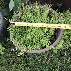 Ground cover Plants ,Blooms Yellow