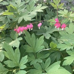 Bleeding Heart Plant