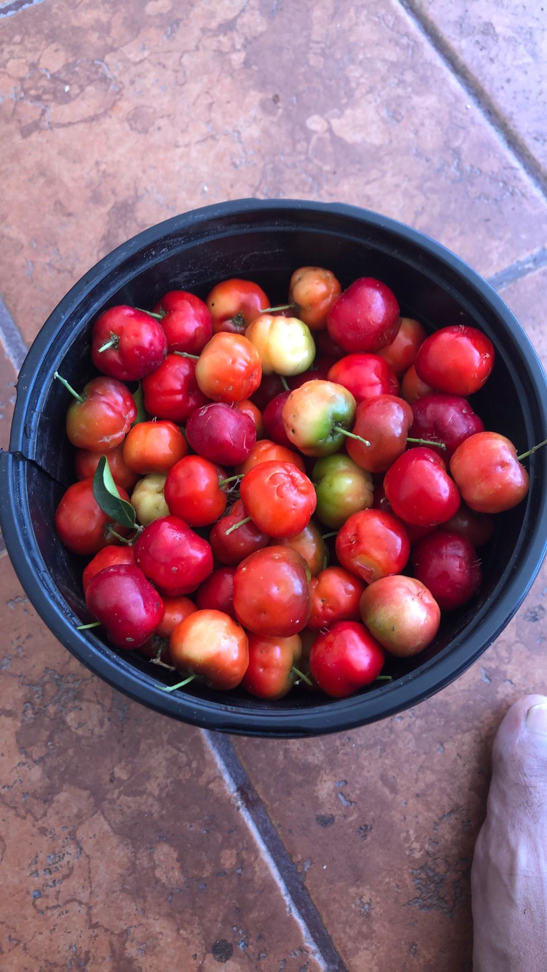 Sweet Cherry 
