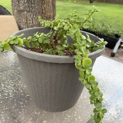 Elephant Plants 