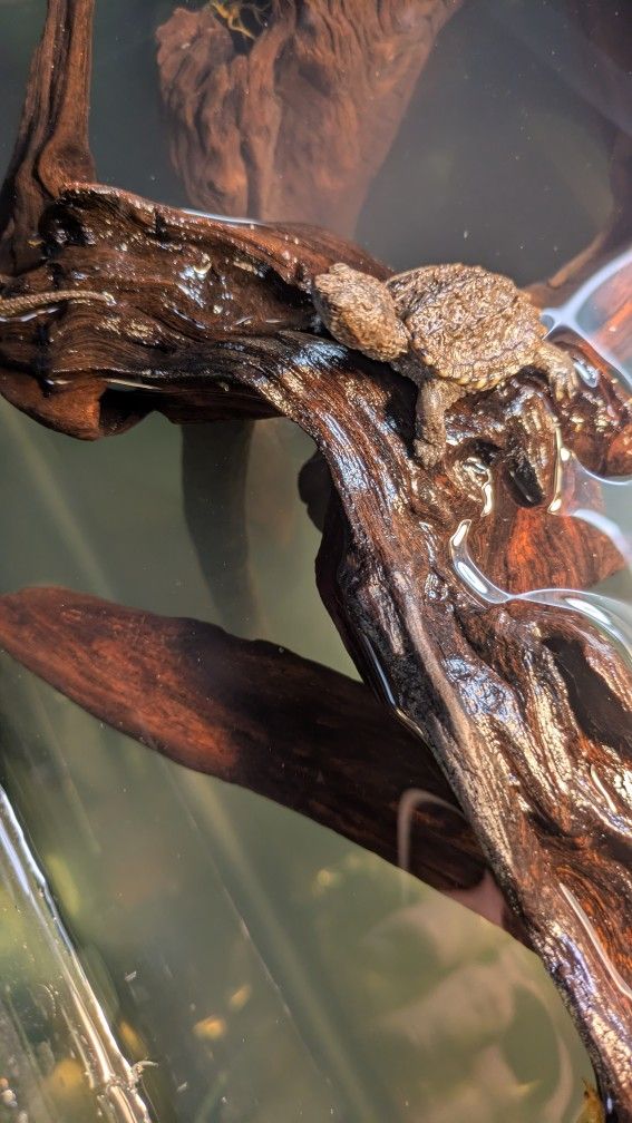 Aquarium Decor