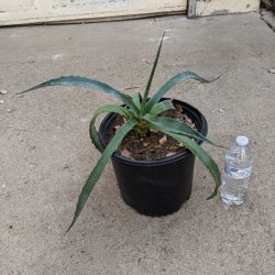 Agave Plant 