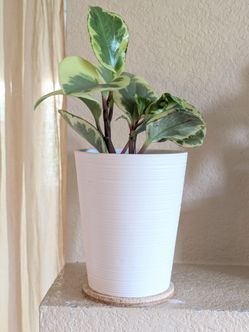 Healthy Beautiful Indoor Plant(Peperomia)