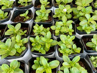 Vincas-White, and Basilin 1 gallon grow bags