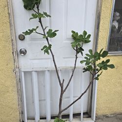 Fig Tree 