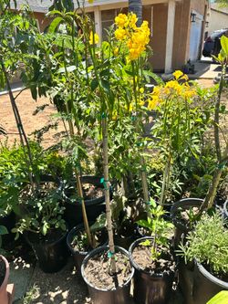Yellow Elder