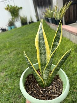 Snake Plants For Sale