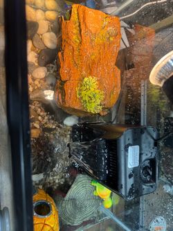 Aquarium Setup for Sale