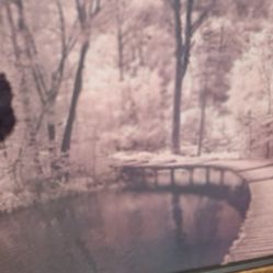 Picture Of Local Board Walk 