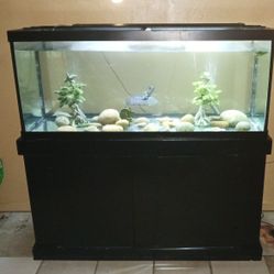 Fish And Aquarium 