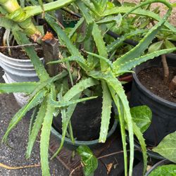 Aloe Vera Plants In Large Pot Decorative Green Easy To Care For Drought Tolerant 