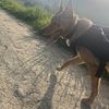 Luis