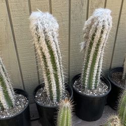 Cactus & Succulents for Sale