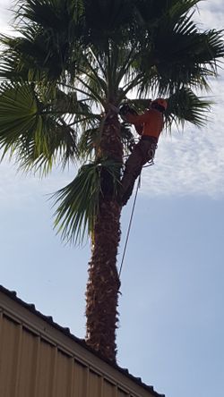 Clean palm remove trees