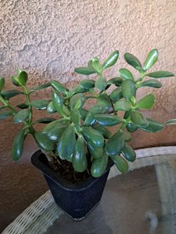 Jade Plant,  indoor or outdoor