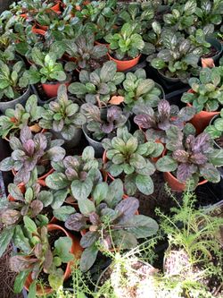Ajuga ground cover plant wholesale 1 tray. 10 plant for 19$