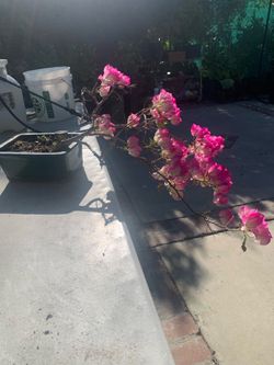 Cascade Bougainville