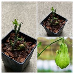Organic Chayote Choko Vegetable Live Plant Veggie  Cash only