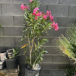 Real  Oleander Tree/Plant 