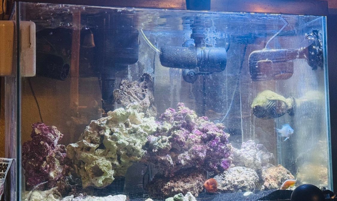 Salt Water Fish Tank 